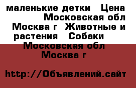 маленькие детки › Цена ­ 10 000 - Московская обл., Москва г. Животные и растения » Собаки   . Московская обл.,Москва г.